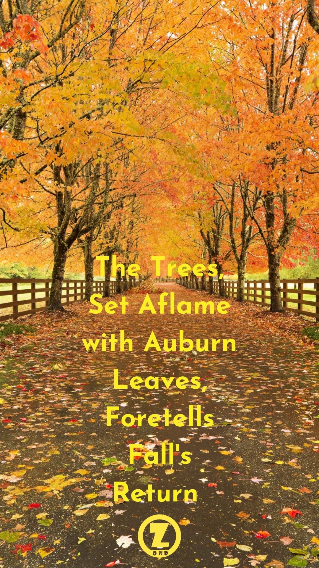 You are currently viewing The Trees, Set Aflame with Auburn Leaves, Foretells Fall’s Return – Step 6