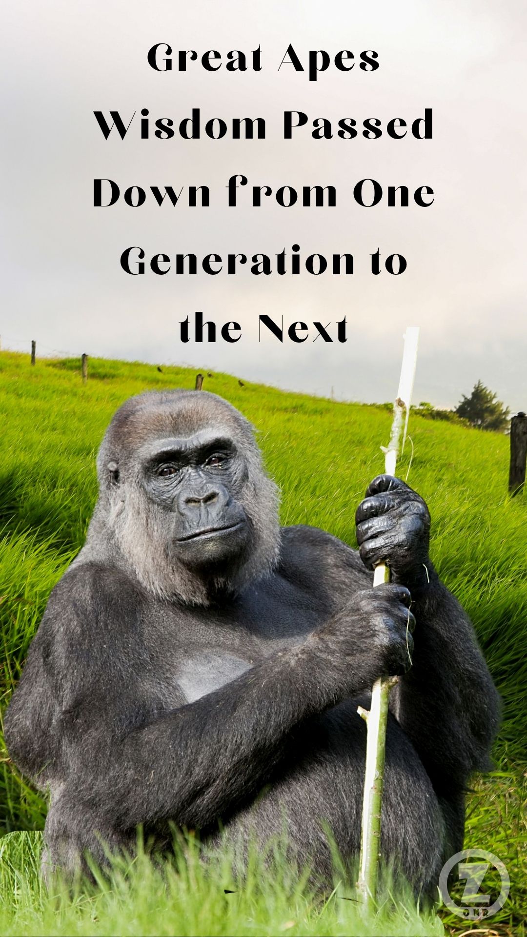 You are currently viewing Great Apes Wisdom Passed Down from One Generation to the Next – Step 5